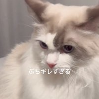 イカ耳の猫