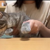 おやつを見つける