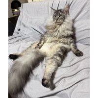 寝転ぶ猫