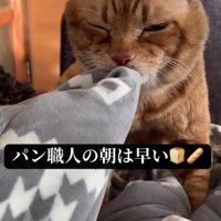 布団をもみもみする猫