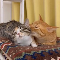 毛づくろいする茶トラ猫