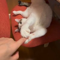 両前足で握手する猫