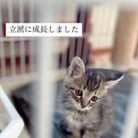 ケージの中の子猫