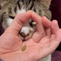 輪っかに口を入れる猫