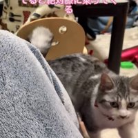 カメラを見つめる猫