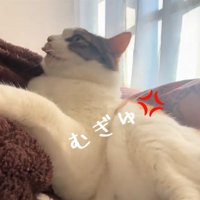 怒る猫