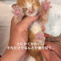 目を閉じてお尻を拭かれる子猫