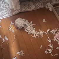 床に転がるトイレットペーパー