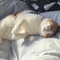 甘えたそうなミケ