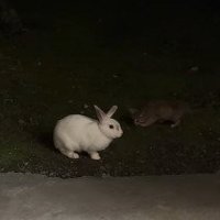うさぎの隣にいる子猫