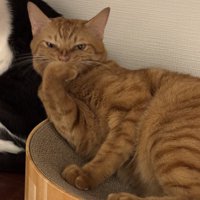 極悪顔の猫