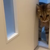 隙間からのぞく猫