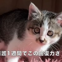 立っている子猫