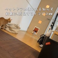 ペットドアを見ている猫と通り抜けようとしている猫