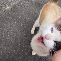 すり寄ってきた猫