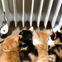 後ろ姿のアップ