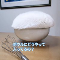 泡立て器とボウルに入った猫