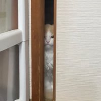 口を閉じてカメラの方を見つめる猫