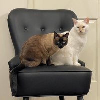 椅子に乗る2匹の猫