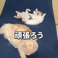 クッションに乗る3匹の猫