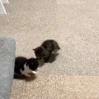後ろ足をあげる子猫