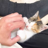 目を瞑る三毛ちゃん