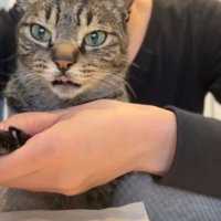 キジ猫