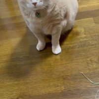 見上げる猫
