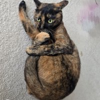 自分の体を抱きかかえてしっぽの毛づくろいをしている猫