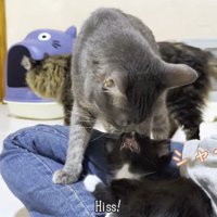 シャ〜！