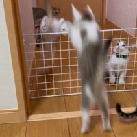 柵を飛び越える2匹の子猫