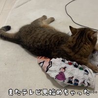 エコバッグの上で寝そべっている猫