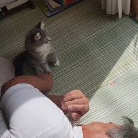 外を見る猫
