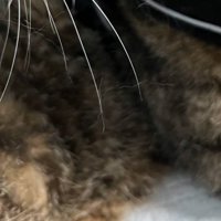 猫の体