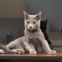 横座りする猫