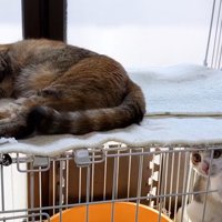 ケージの中の子猫とケージの上に乗っている猫