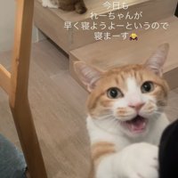 ママをベッドに誘う茶白猫と後ろの階段に座る茶白猫