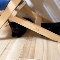 隠れる子猫姉弟