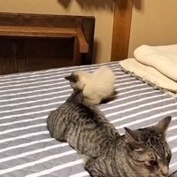 サバトラ猫のしっぽに抱きつくシャム猫