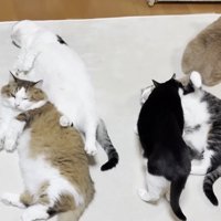 5匹の猫さん(上から)