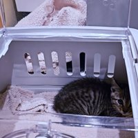 キャリーの中にいる子猫