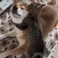 子猫に耳を齧られている左目を瞑った柴犬