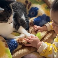 前足を触る赤ちゃんを見つめる猫