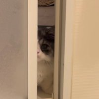 ドアの隙間から見える猫
