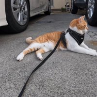 寝そべる猫