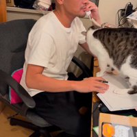 机の上にあるノートの上に乗る猫