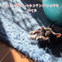 にゃんプロ
