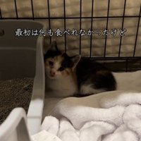 隅にいる子猫