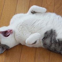 仰向けであくびをする猫