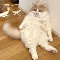 壁にもたれかかりながら遠くを見つめる猫